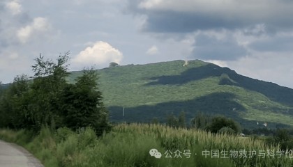 熊场转型，左中右往哪边走？｜哈尔滨松峰山“熊跑了”后续探讨