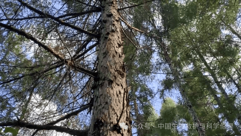 熊场转型，左中右往哪边走？｜哈尔滨松峰山“熊跑了”后续探讨